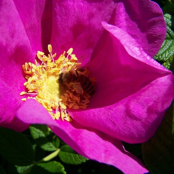 Rosa rugosa ফুল