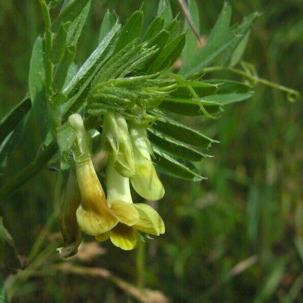 Vicia melanops Altul/Alta