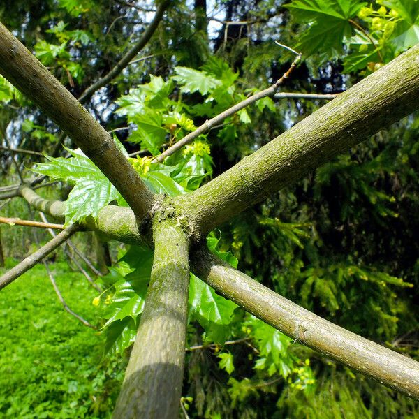 Acer platanoides Bark