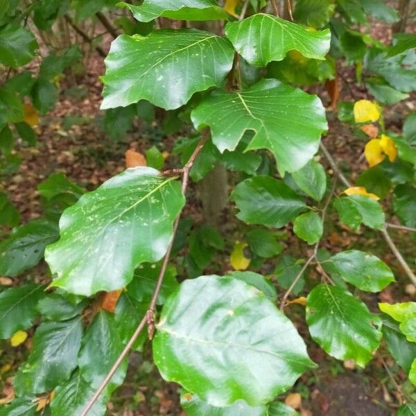 Fagus orientalis Leaf