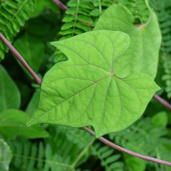 Ipomoea hederifolia برگ