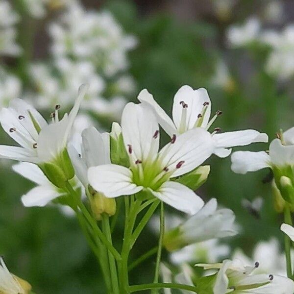 Cardamine amara Bloem