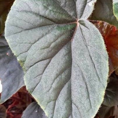 Begonia minor Deilen