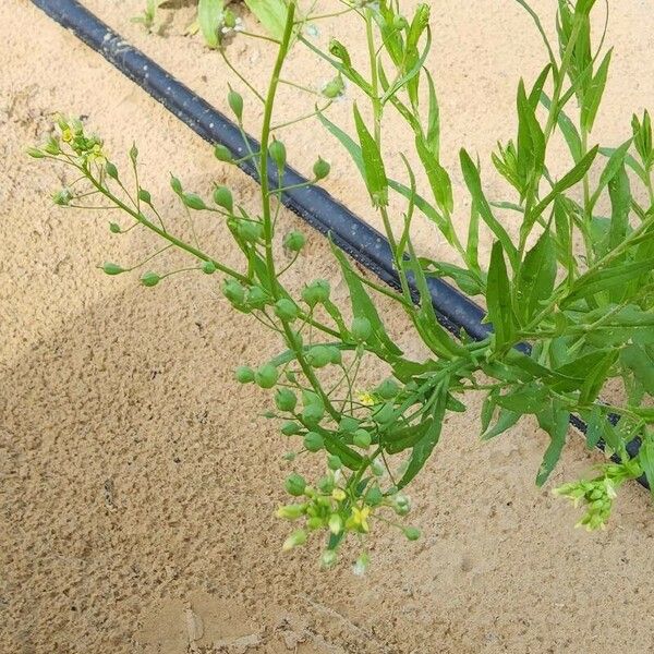 Camelina sativa Συνήθη χαρακτηριστικά