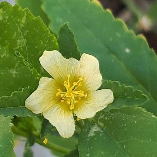 Sida acuta Flower