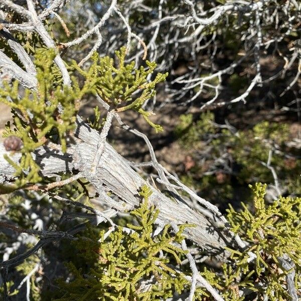 Juniperus monosperma Kora