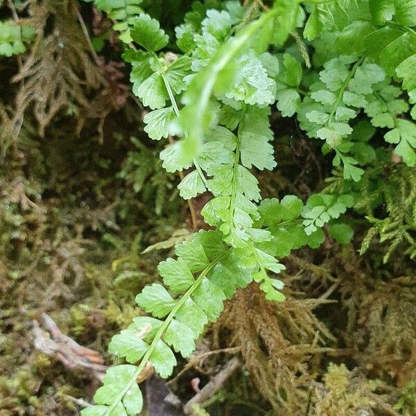 Asplenium viride Hoja