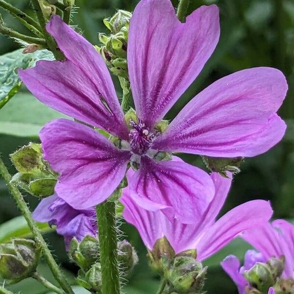 Malva sylvestris Virág