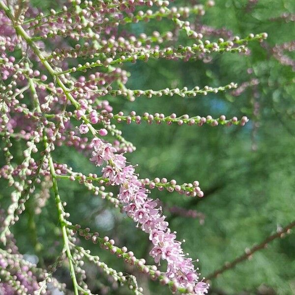 Tamarix ramosissima Flower