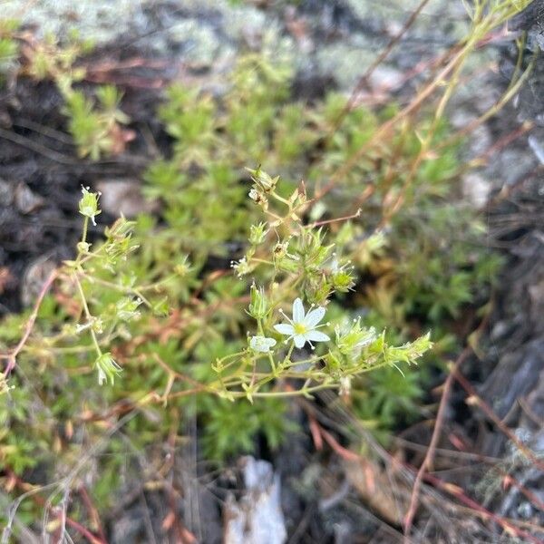 Saxifraga bronchialis 花