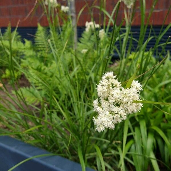 Luzula luzuloides Habit