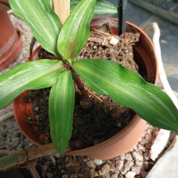 Dichorisandra thyrsiflora Leaf