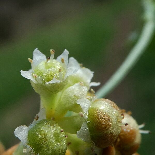 Cuscuta campestris Fiore