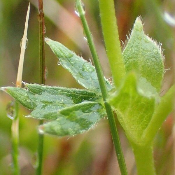 Potentilla aurea Kéreg