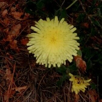 Urospermum dalechampii Flower