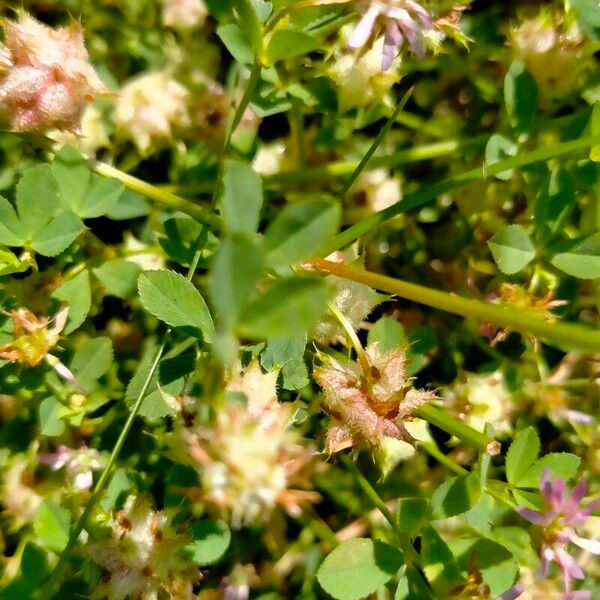 Trifolium resupinatum Folio