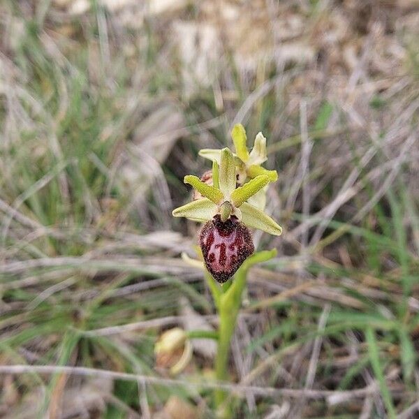 Ophrys provincialis Çiçek