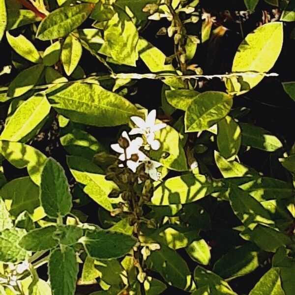 Lysimachia clethroides Blüte