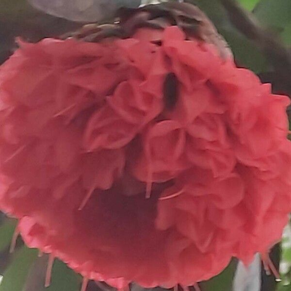 Brownea ariza Flower