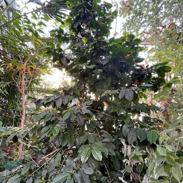 Coffea canephora عادت