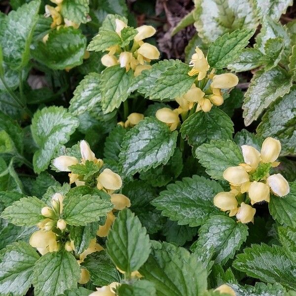 Lamium galeobdolon Flower