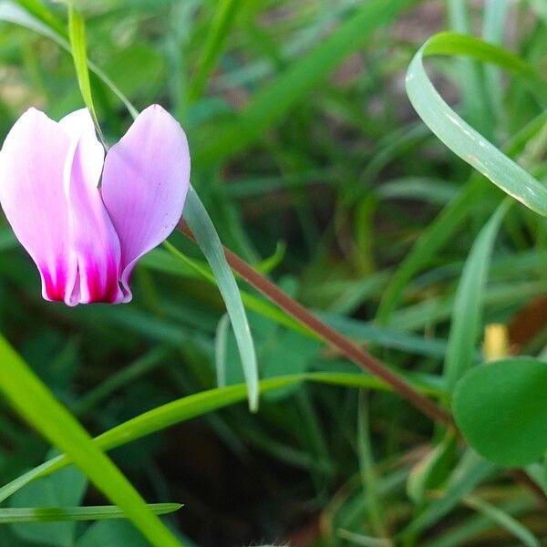 Cyclamen hederifolium ശീലം