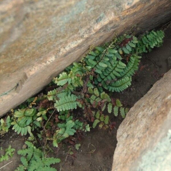 Asplenium vespertinum (Western spleenwort)