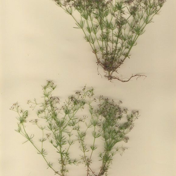 Galium setaceum 整株植物