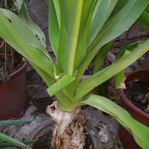 Crinum asiaticum Blad