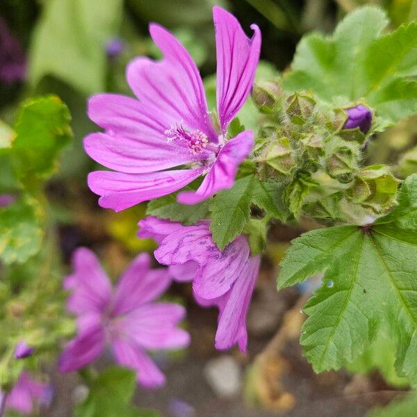 Malva setigera Flor