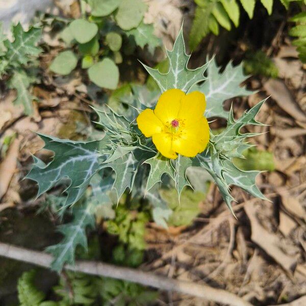 Argemone mexicana Flower