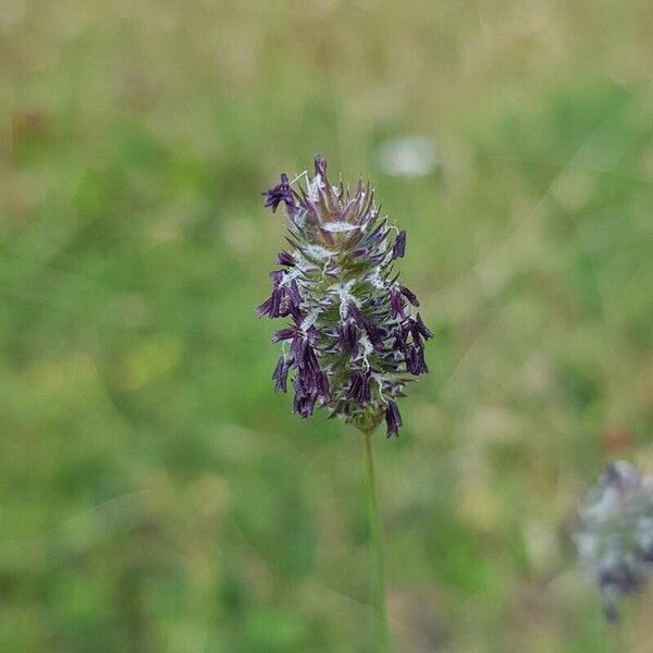 Phleum alpinum Fruit