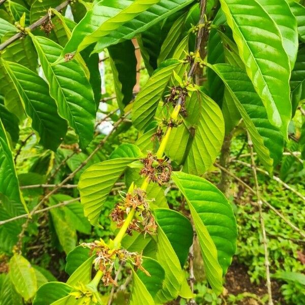 Coffea canephora 葉