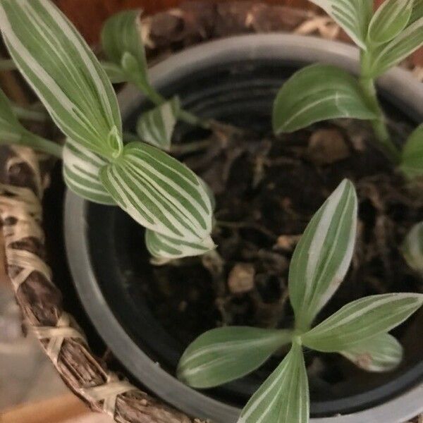 Tradescantia fluminensis ᱥᱟᱠᱟᱢ