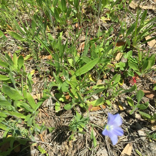 Linum pratense Pokrój