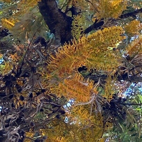 Grevillea robusta Flor