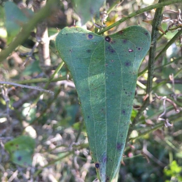 Smilax aspera Ліст