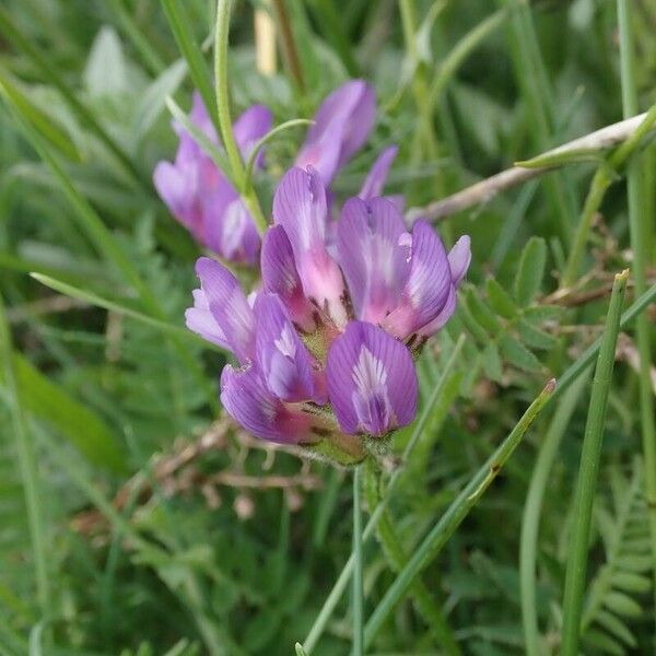 Astragalus danicus Fleur