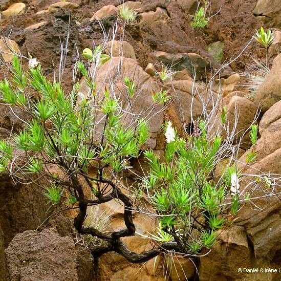 Dracophyllum mackeeanum