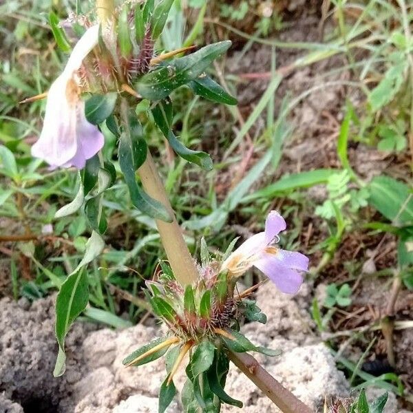 Hygrophila auriculata Flor