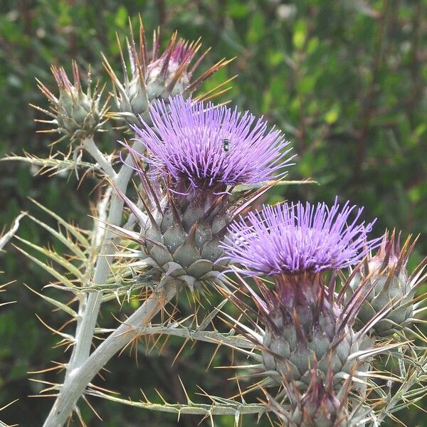 Cynara cardunculus Çiçek