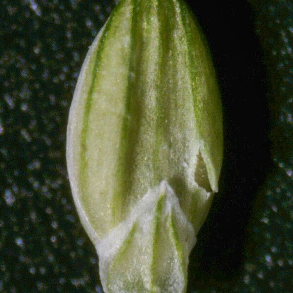 Setaria viridis Frukto