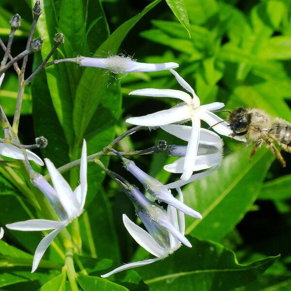 Amsonia tabernaemontana Flower