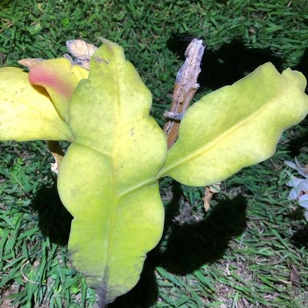 Epiphyllum oxypetalum 叶