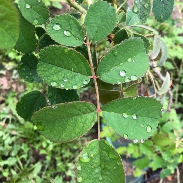 Rosa villosa Leaf