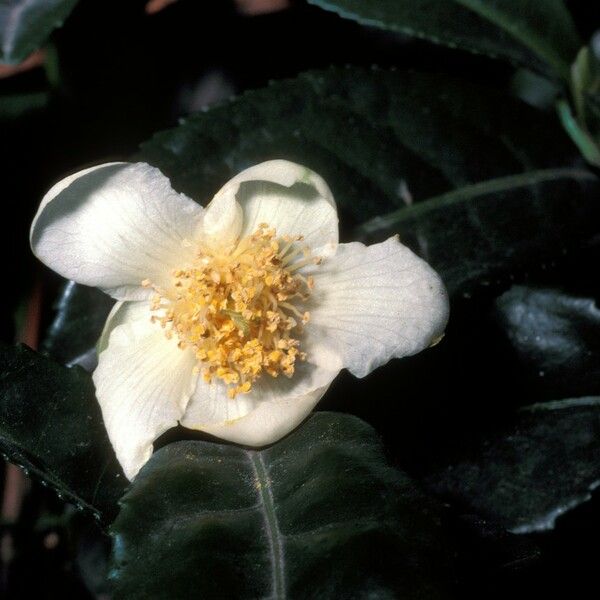 Camellia sinensis 花