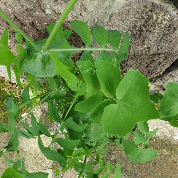 Sonchus oleraceus Lehti