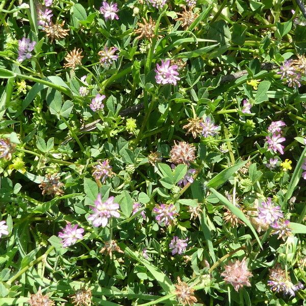 Trifolium resupinatum Pokrój