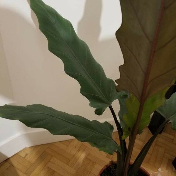 Alocasia lauterbachiana Yaprak