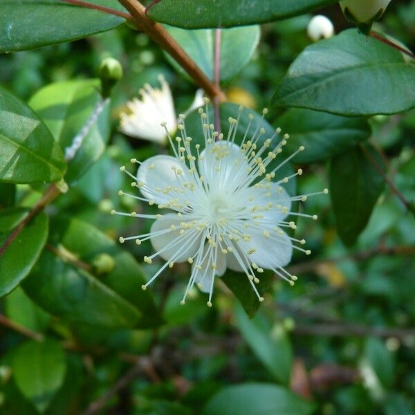 Myrtus communis 花